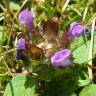 Fotografia 19 da espécie Prunella vulgaris do Jardim Botânico UTAD