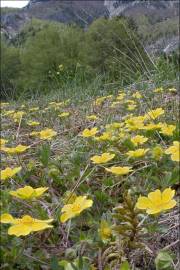 Fotografia da espécie Potentilla cinerea