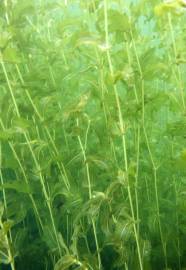 Fotografia da espécie Potamogeton perfoliatus