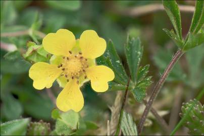 Fotografia da espécie Potentilla cinerea