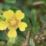 Fotografia 7 da espécie Potentilla cinerea do Jardim Botânico UTAD