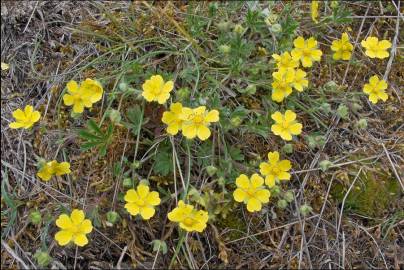 Fotografia da espécie Potentilla cinerea