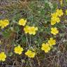 Fotografia 8 da espécie Potentilla cinerea do Jardim Botânico UTAD