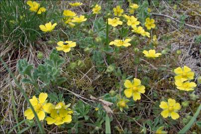 Fotografia da espécie Potentilla cinerea