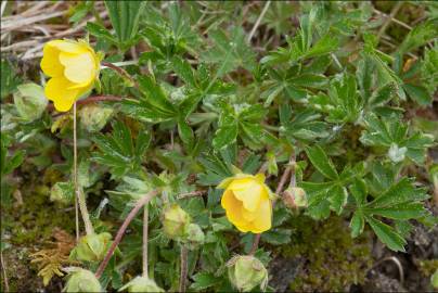 Fotografia da espécie Potentilla cinerea