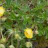 Fotografia 10 da espécie Potentilla cinerea do Jardim Botânico UTAD