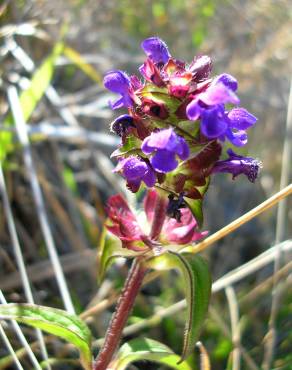 Fotografia 30 da espécie Prunella vulgaris no Jardim Botânico UTAD