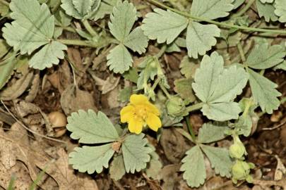 Fotografia da espécie Potentilla cinerea