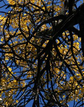 Fotografia 6 da espécie Populus tremula no Jardim Botânico UTAD