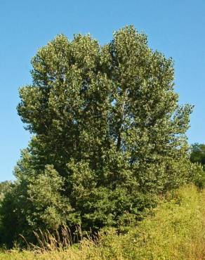Fotografia 7 da espécie Populus tremula no Jardim Botânico UTAD