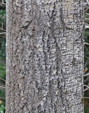 Fotografia 8 da espécie Populus tremula no Jardim Botânico UTAD