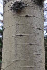 Fotografia da espécie Populus tremula