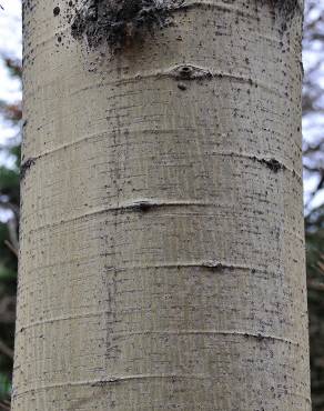 Fotografia 9 da espécie Populus tremula no Jardim Botânico UTAD