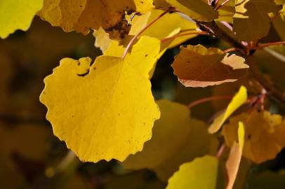 Fotografia da espécie Populus tremula