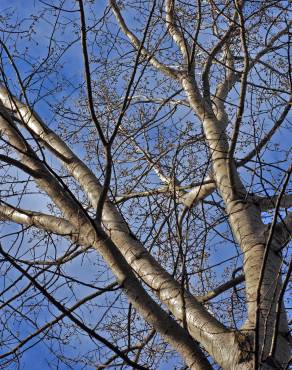 Fotografia 12 da espécie Populus tremula no Jardim Botânico UTAD