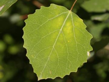 Fotografia da espécie Populus tremula