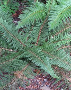 Fotografia 4 da espécie Polystichum setiferum no Jardim Botânico UTAD