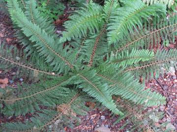 Fotografia da espécie Polystichum setiferum