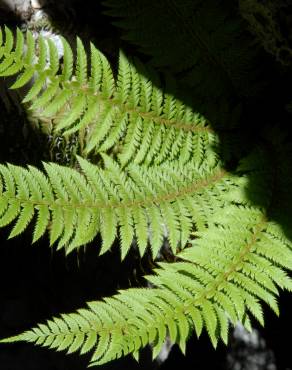 Fotografia 5 da espécie Polystichum setiferum no Jardim Botânico UTAD