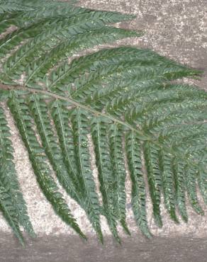 Fotografia 6 da espécie Polystichum setiferum no Jardim Botânico UTAD