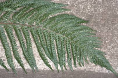 Fotografia da espécie Polystichum setiferum