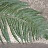 Fotografia 6 da espécie Polystichum setiferum do Jardim Botânico UTAD