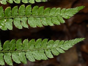 Fotografia da espécie Polystichum setiferum