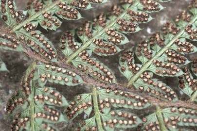 Fotografia da espécie Polystichum setiferum