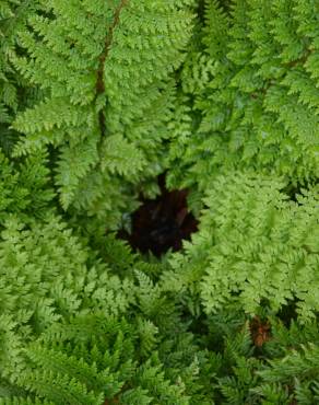 Fotografia 10 da espécie Polystichum setiferum no Jardim Botânico UTAD