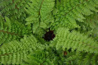 Fotografia da espécie Polystichum setiferum