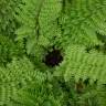 Fotografia 10 da espécie Polystichum setiferum do Jardim Botânico UTAD