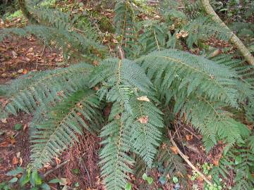 Fotografia da espécie Polystichum setiferum