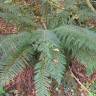 Fotografia 11 da espécie Polystichum setiferum do Jardim Botânico UTAD