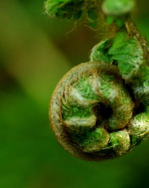 Fotografia 12 da espécie Polystichum setiferum no Jardim Botânico UTAD