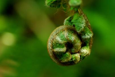 Fotografia da espécie Polystichum setiferum