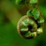 Fotografia 12 da espécie Polystichum setiferum do Jardim Botânico UTAD