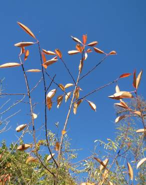 Fotografia 6 da espécie Prunus serotina no Jardim Botânico UTAD