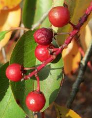 Prunus serotina