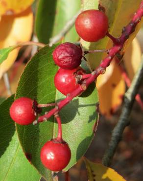 Fotografia 1 da espécie Prunus serotina no Jardim Botânico UTAD