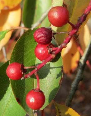 Fotografia 1 da espécie Prunus serotina no Jardim Botânico UTAD