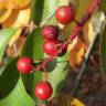 Fotografia 1 da espécie Prunus serotina do Jardim Botânico UTAD