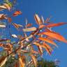 Fotografia 7 da espécie Prunus serotina do Jardim Botânico UTAD