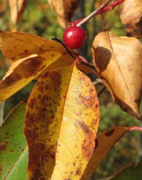 Fotografia 8 da espécie Prunus serotina no Jardim Botânico UTAD