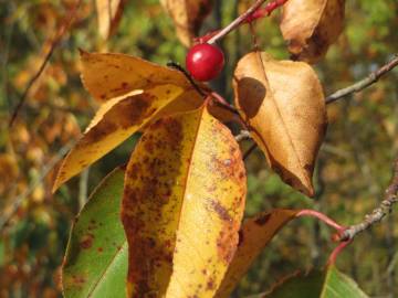 Fotografia da espécie Prunus serotina