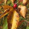 Fotografia 8 da espécie Prunus serotina do Jardim Botânico UTAD