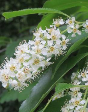 Fotografia 9 da espécie Prunus serotina no Jardim Botânico UTAD