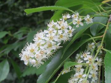 Fotografia da espécie Prunus serotina