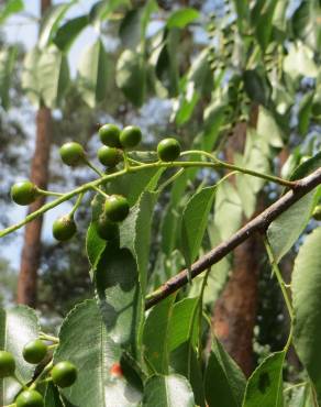 Fotografia 10 da espécie Prunus serotina no Jardim Botânico UTAD