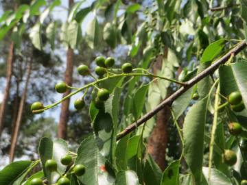 Fotografia da espécie Prunus serotina