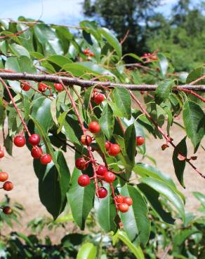 Fotografia 12 da espécie Prunus serotina no Jardim Botânico UTAD